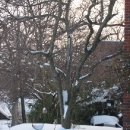 MaitriSnowstorm12_09-005